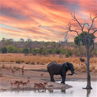 African Safari:  Kenya & Tanzania