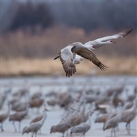 Sand Hill Cranes Migration