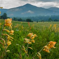 Springtime in the Smokies-Gatlinburg-Pigeon Forge