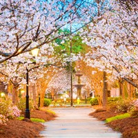 Macon's Cherry Blossom Celebration