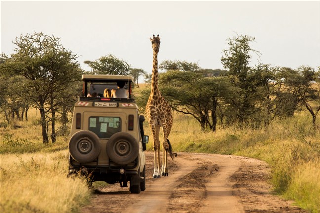 African Safari Kenya Tanzania 2024   Adobestock 480789443 